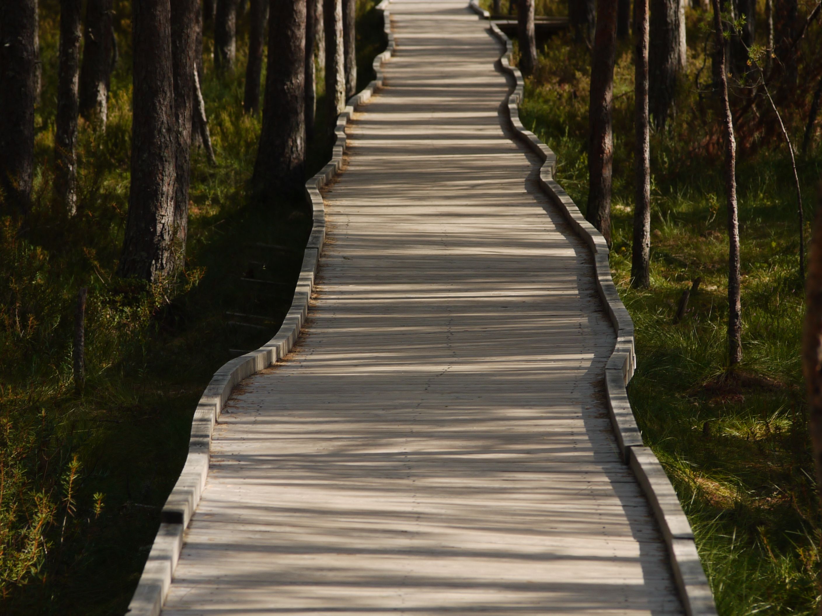 Winding Wooden Path Through Forested Area · Free Stock Photo