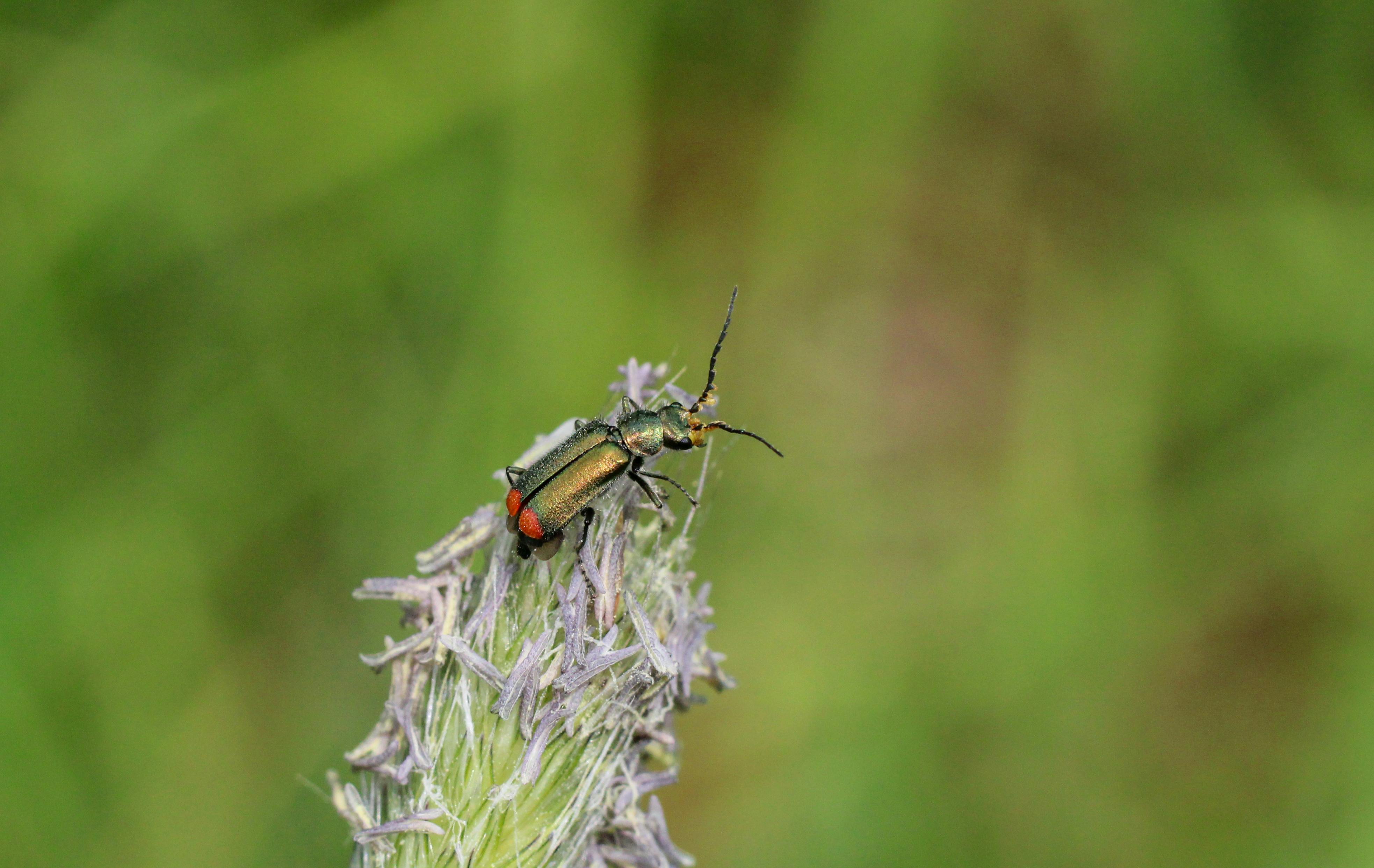 Gândac verde smarald pe o floare sălbatică în lumina naturală