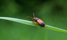 Detailed close-up of a ground beetle on a green leaf outdoors in Czechia.