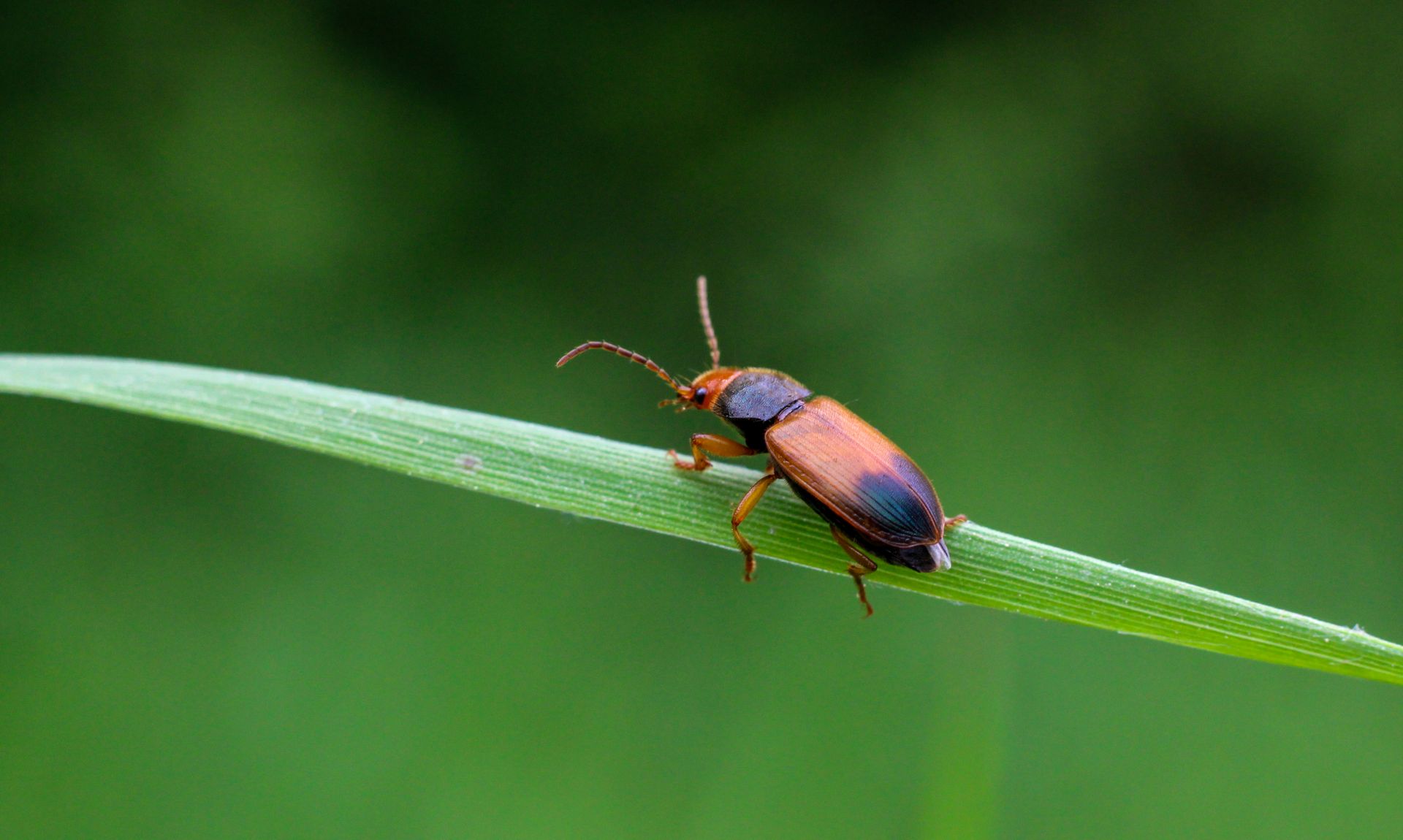 Detailed close-up of a ground beetle on a green leaf outdoors in Czechia.