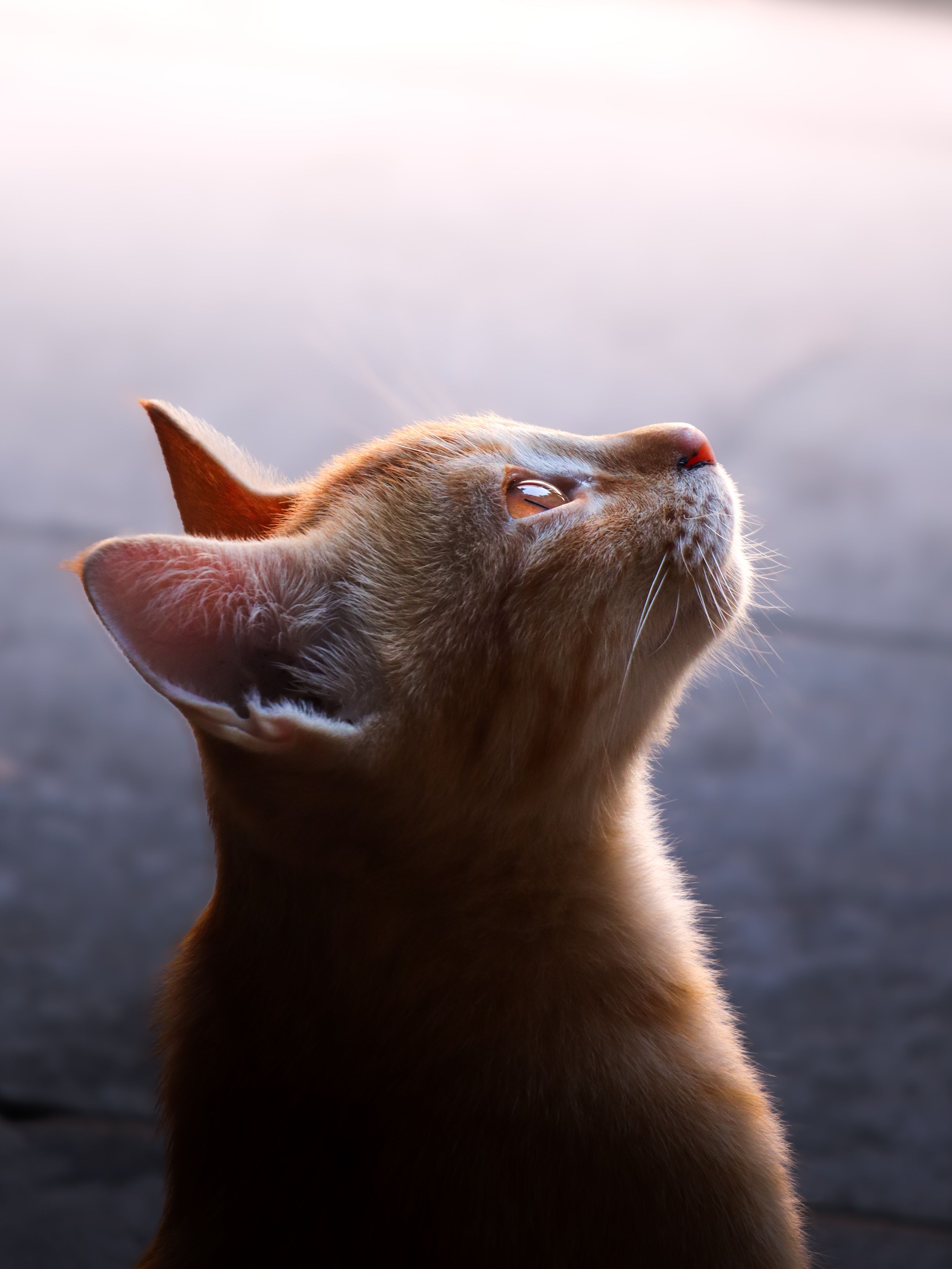 Portrait of an Orange Tabby Cat Looking Upwards · Free Stock Photo