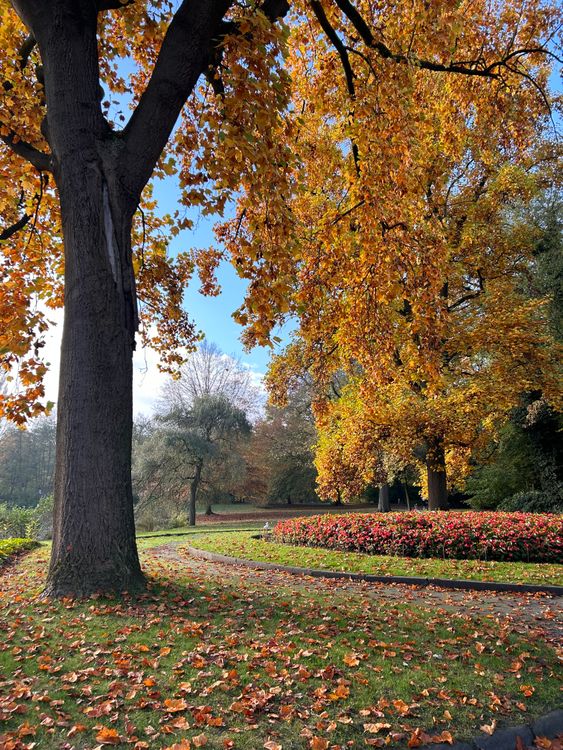 Autumn Foliage in a Serene Park Setting · Free Stock Photo