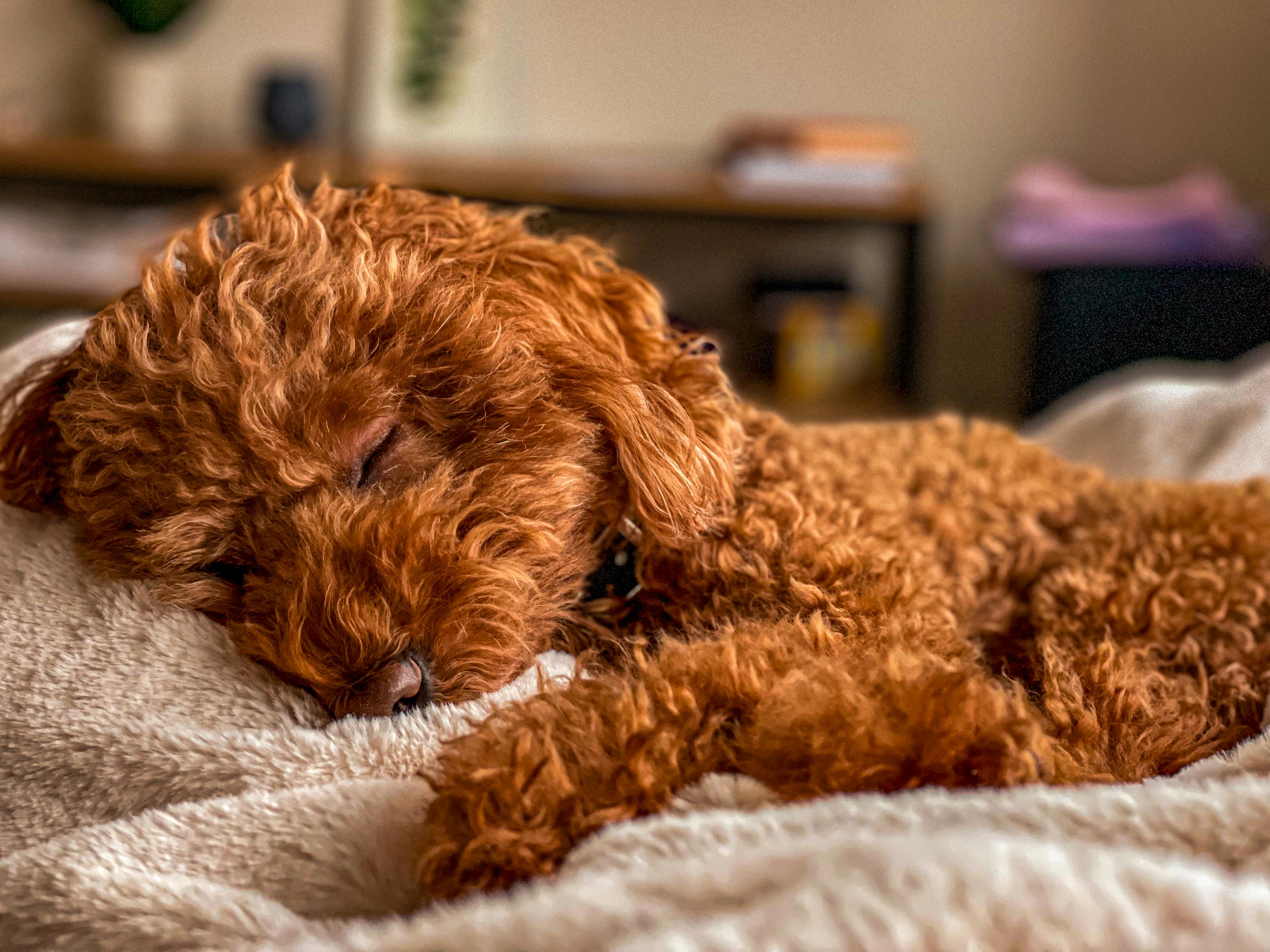 Pet care: Solving puppy tooth troubles and grooming gaffes — Photo by Katia Oleksa on Pexels