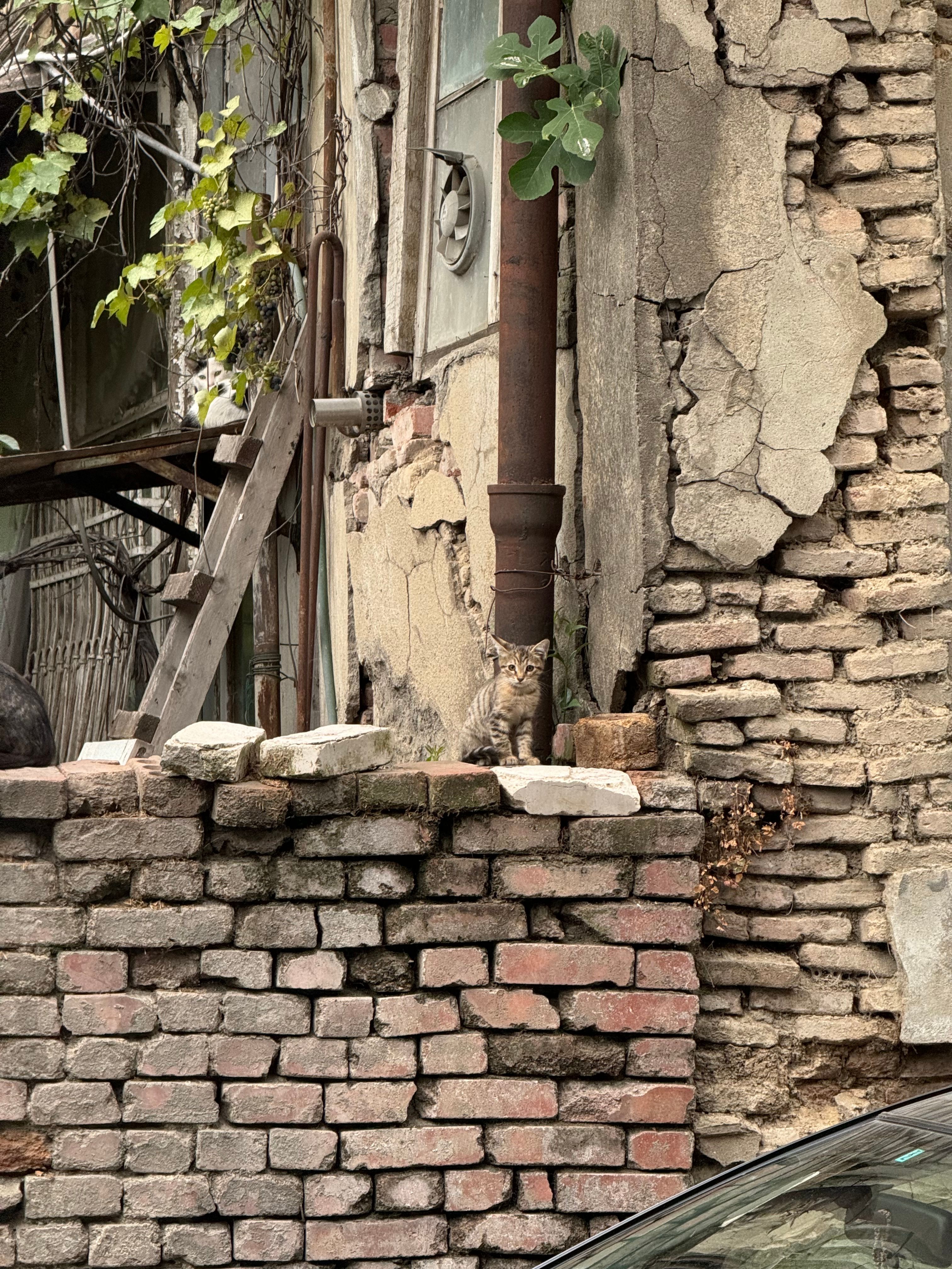Rustic Urban Scene with Cat on Brick Wall · Free Stock Photo