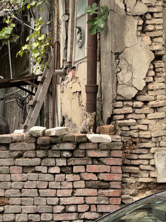 Rustic Urban Scene with Cat on Brick Wall · Free Stock Photo