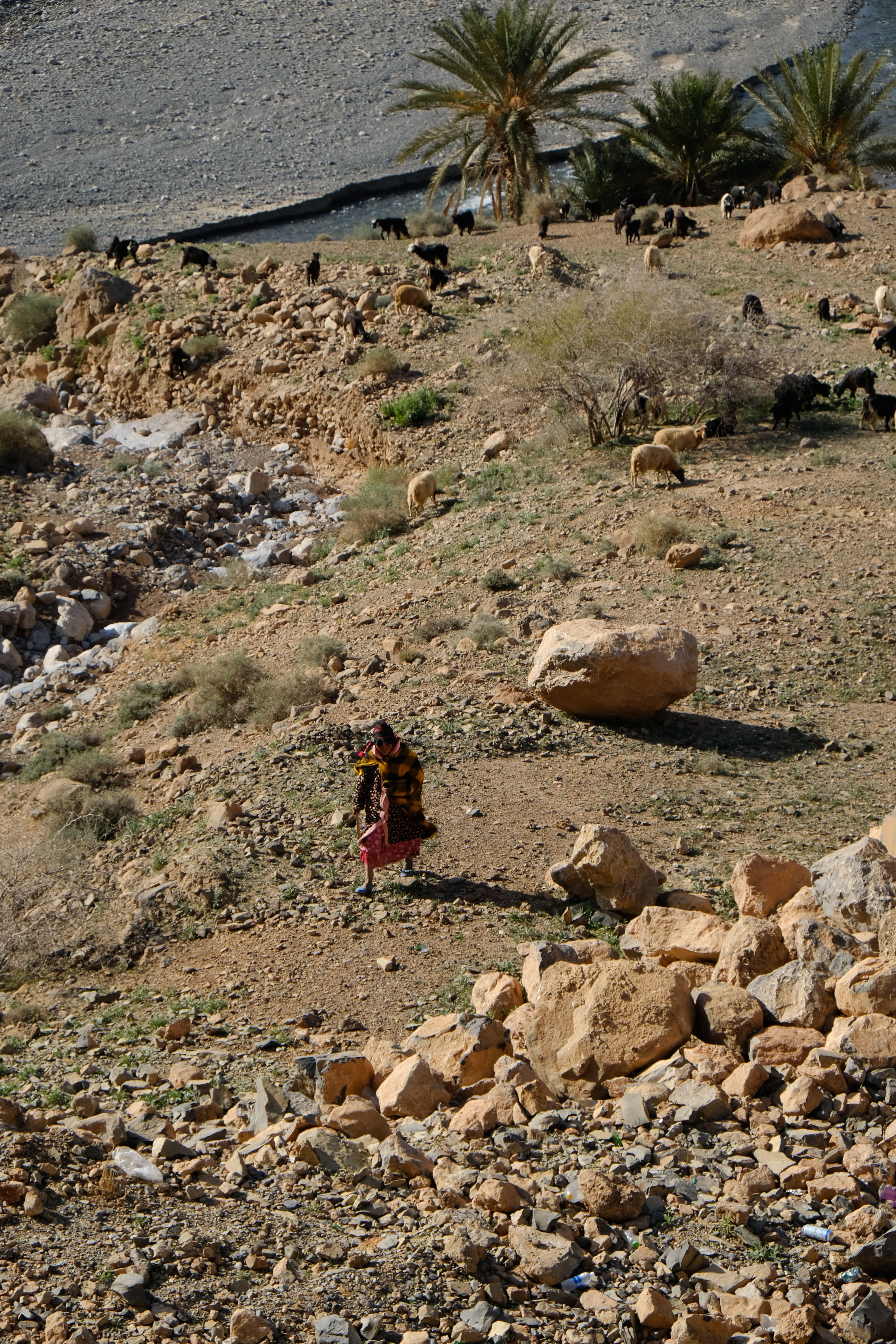 A shepherd in traditional attire herds goats in a rocky Moroccan landscape.