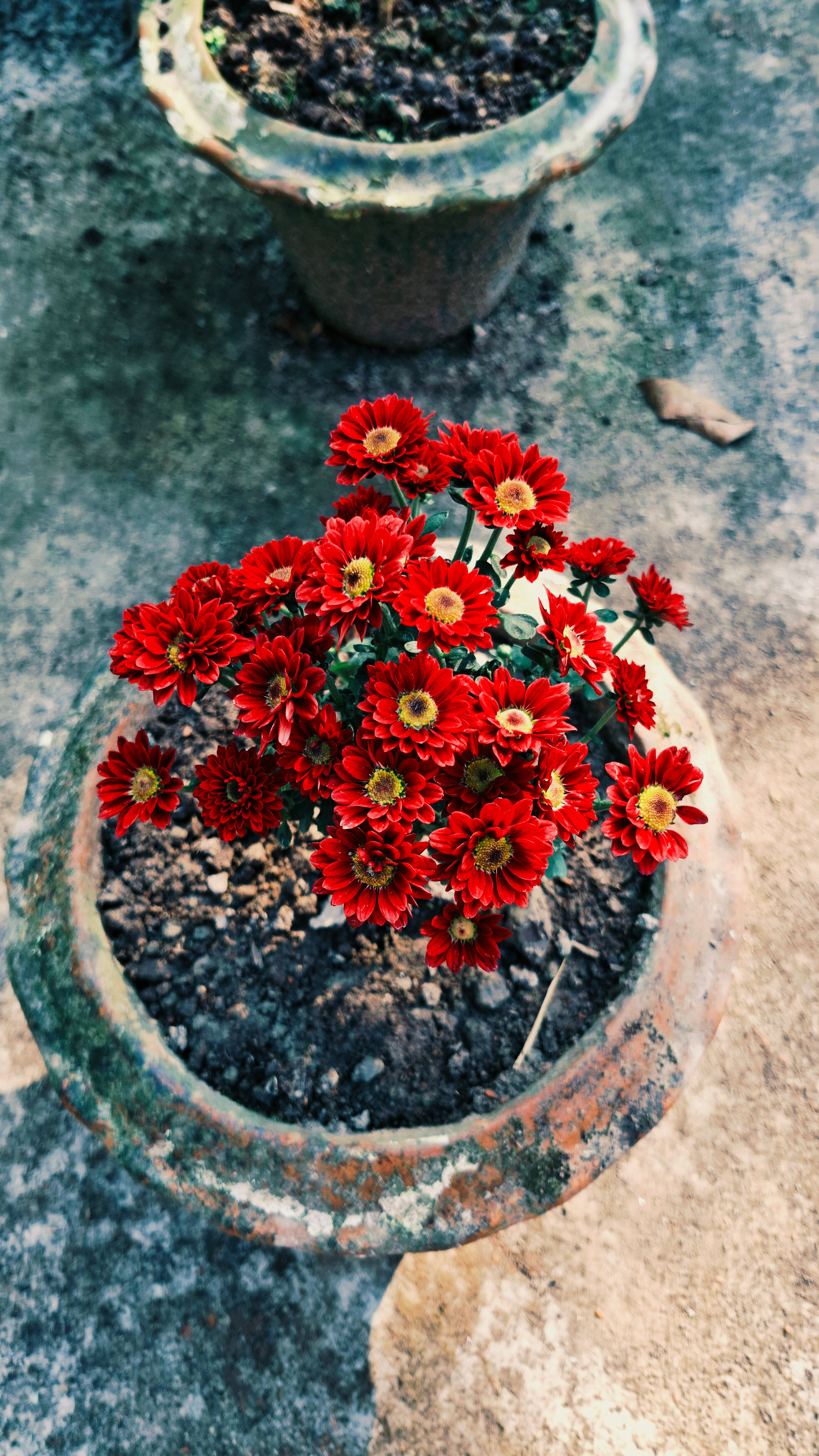 [ColoSach]-a-vibrant-display-of-red-chrysanthemums-blooming-in-a-rustic-clay-pot-outdoors.