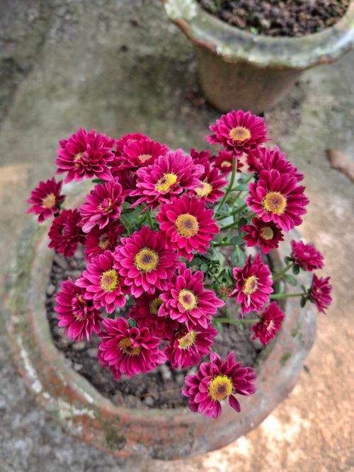 Free Vibrant red chrysanthemums beautifully bloom in a rustic terracotta pot outdoors. Stock Photo