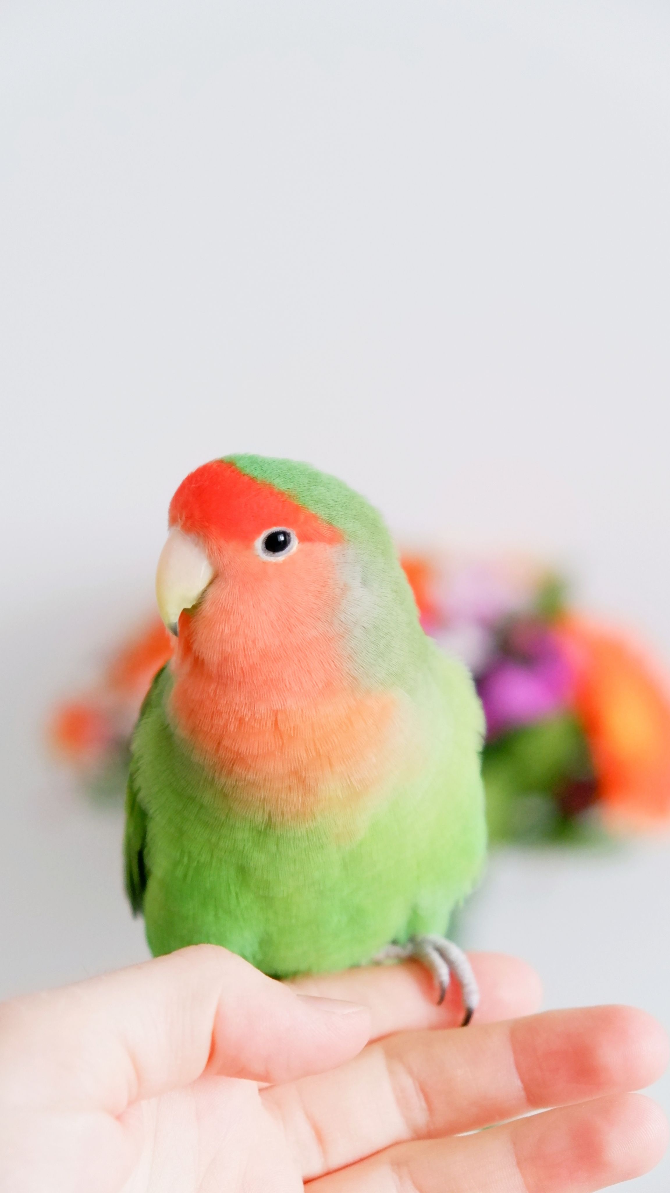 Bir insanın elinde sakin şekilde duran peach-faced lovebird, Agapornis roseicollis
