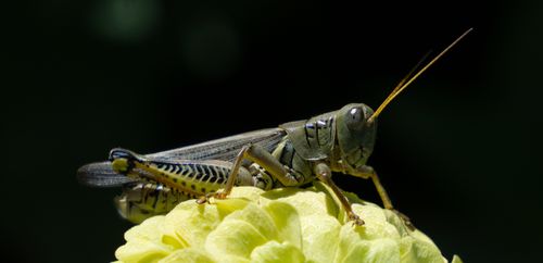 Free Grass hopper Stock Photo