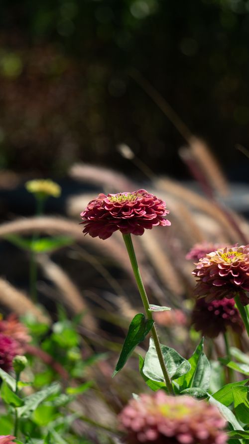Free Close-up of bright pink Zinnias in a sunny summer garden, showcasing their vibrant colors. Stock Photo