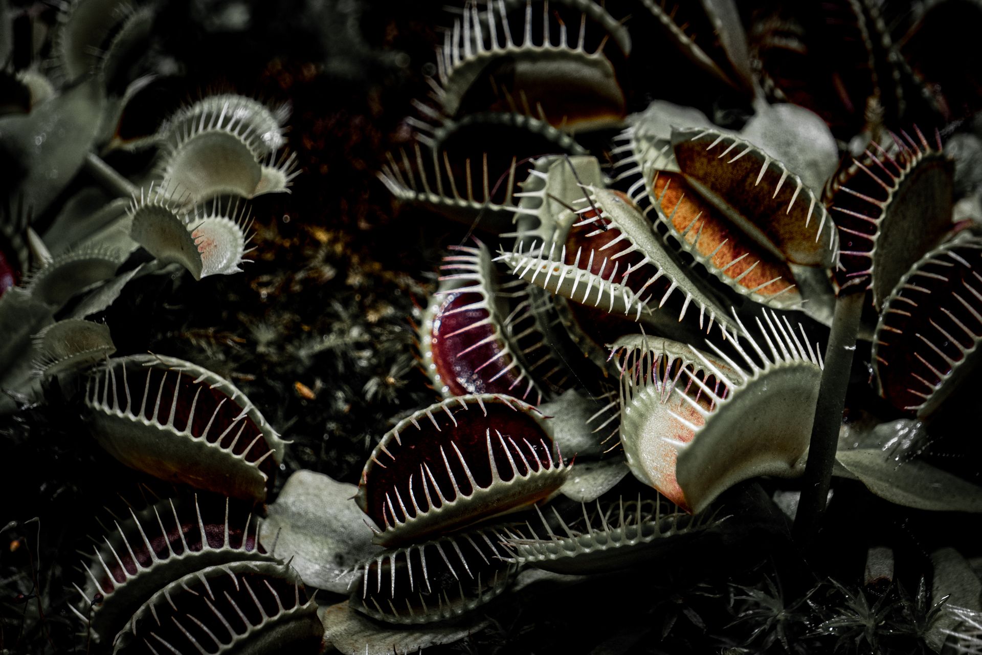Detailed close-up of Venus flytrap plants showcasing their iconic trapping mechanism in a dramatic, dark setting.