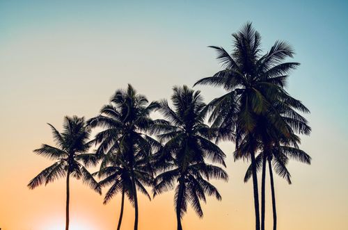 Free Silhouette of coconut trees at sunrise, showcasing nature's tranquility and tropical beauty. Stock Photo