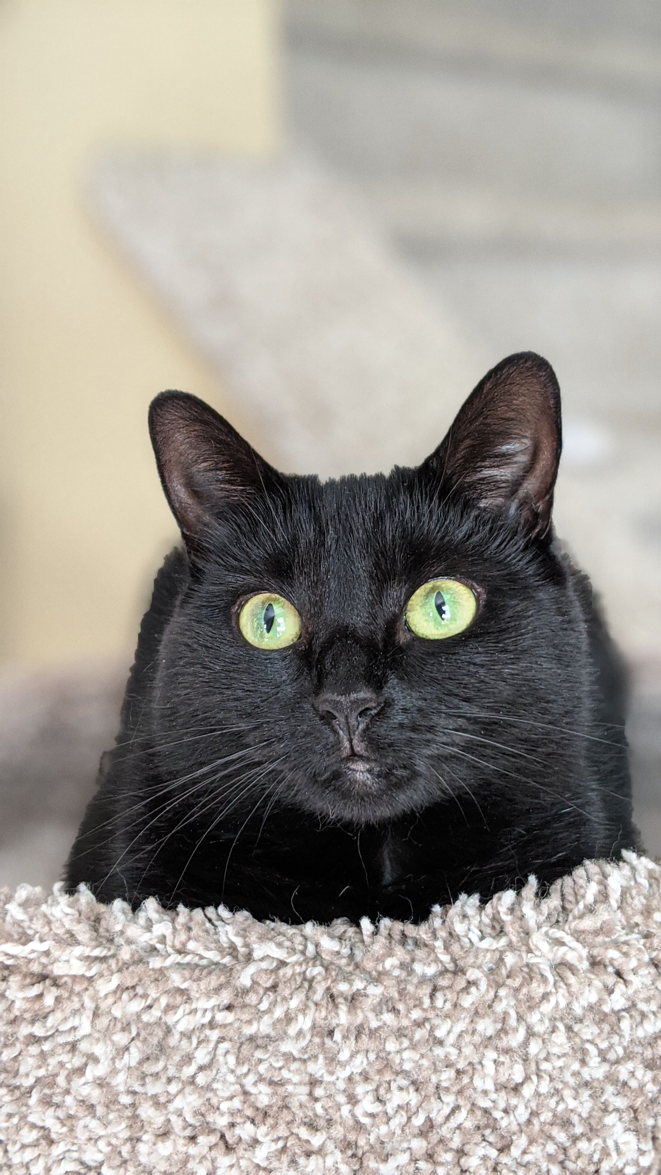 Adorable close-up of a black cat with striking green eyes, relaxing indoors.