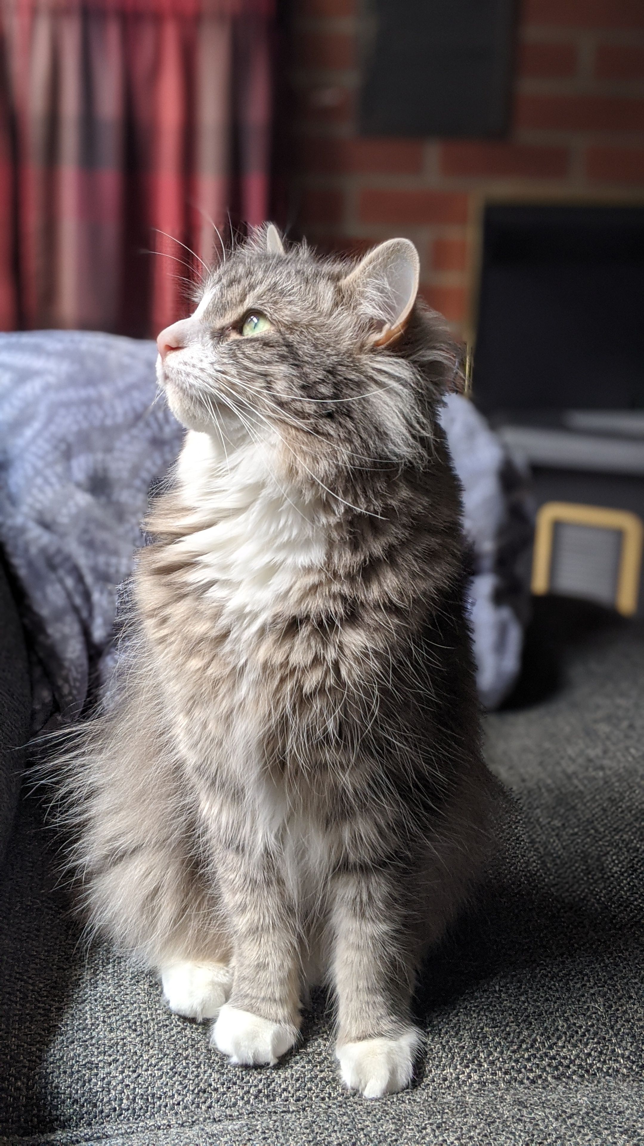 Charming long-haired cat sits in a cozy living room, looking up with curiosity.