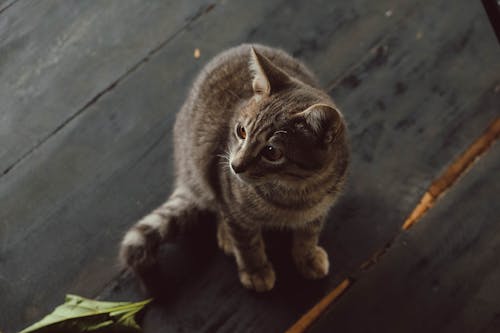 Free Photo Of Cat Sitting On Wooden Surface Stock Photo