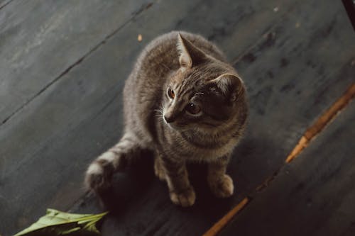 Photo De Chat Assis Sur Une Surface En Bois