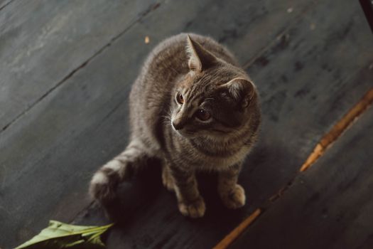 一只可爱的虎斑猫坐在深色木地板上，仰头望着