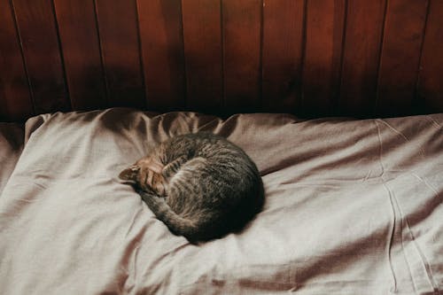 Foto De Gato Acostado En La Cama