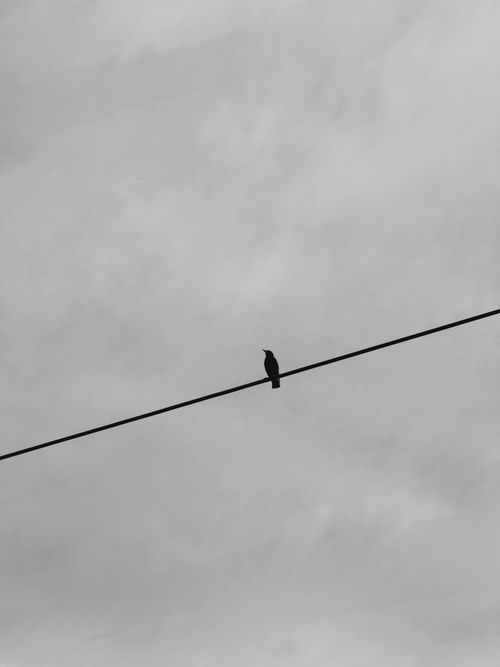 Free Black silhouette of a bird on a wire against a gray sky, evoking solitude and simplicity. Stock Photo