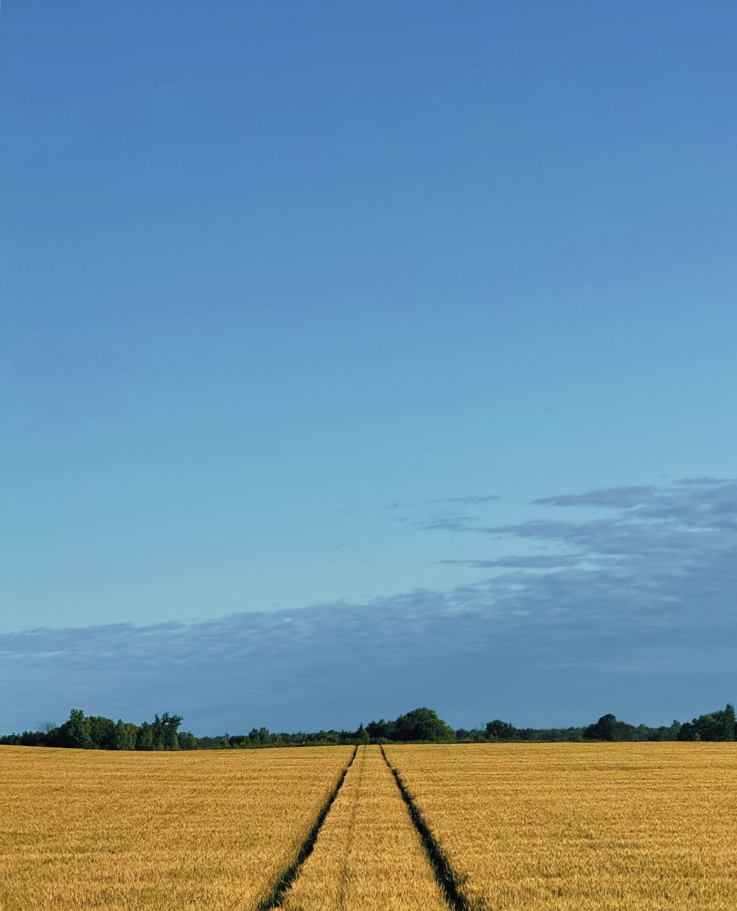 Expansive Wheat Field Under Clear Blue Sky · Free Stock Photo