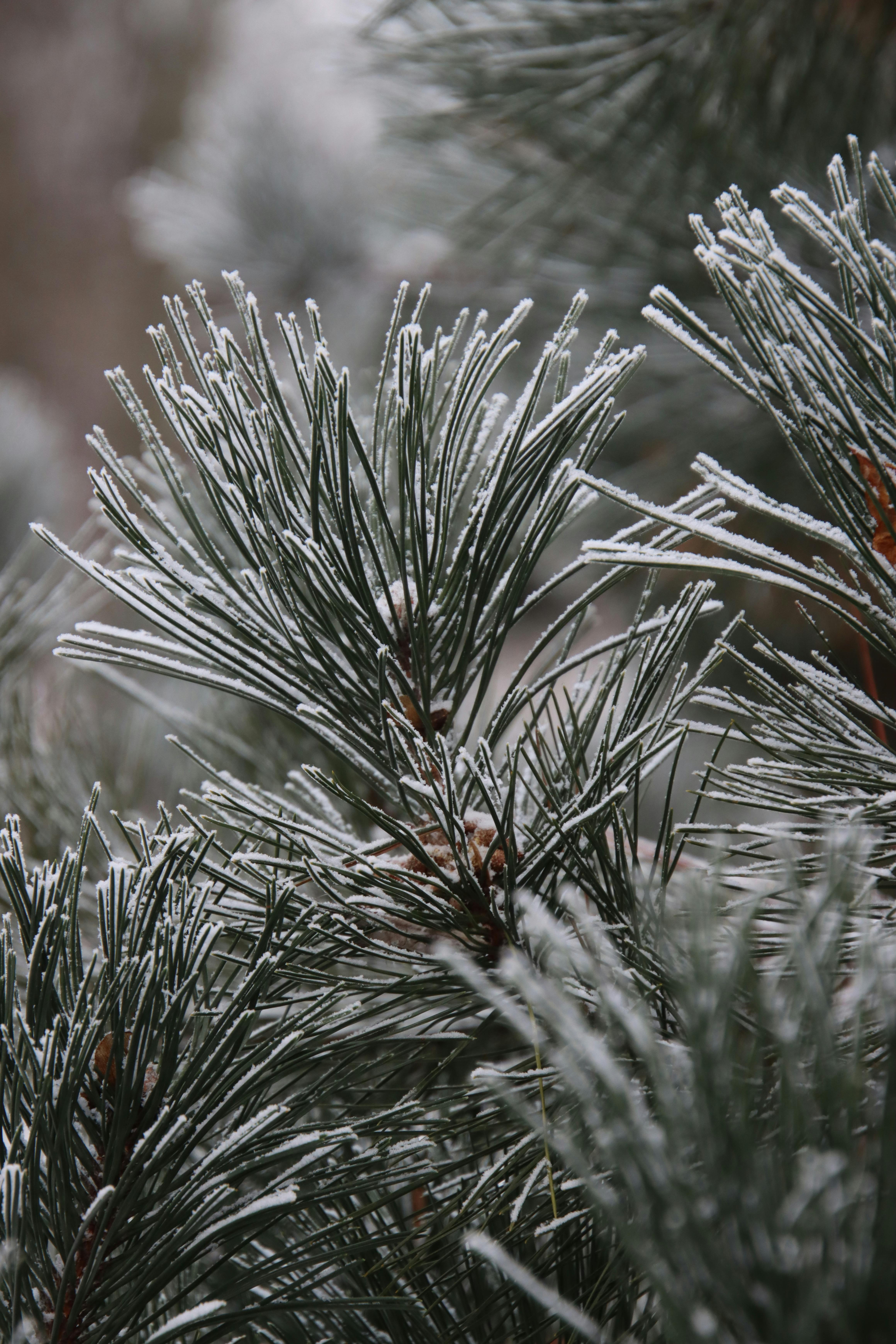 Close-up of frosted pine branches capturing the essence of winter's chill.