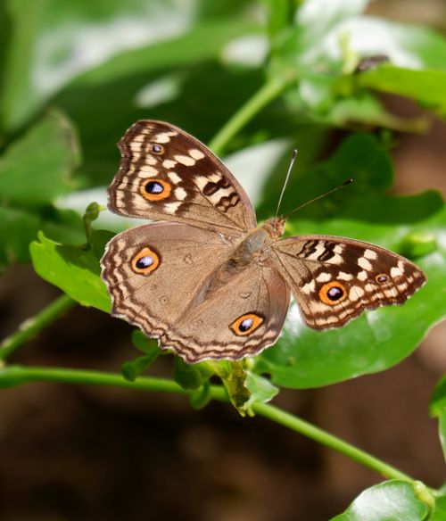 Free Close-up of a brown butterfly resting on a green leaf, showcasing its intricate wing patterns. Stock Photo