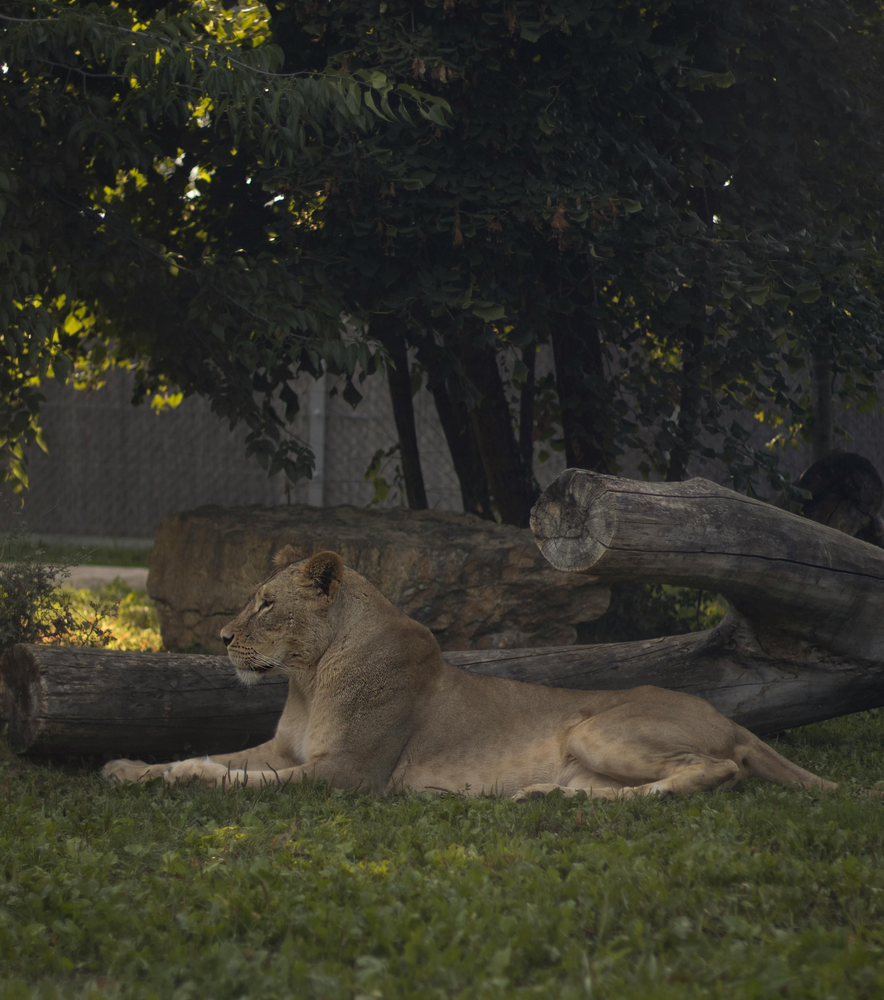 A calm lioness lies in the shade of trees with logs nearby, creating a natural sanctuary setting.