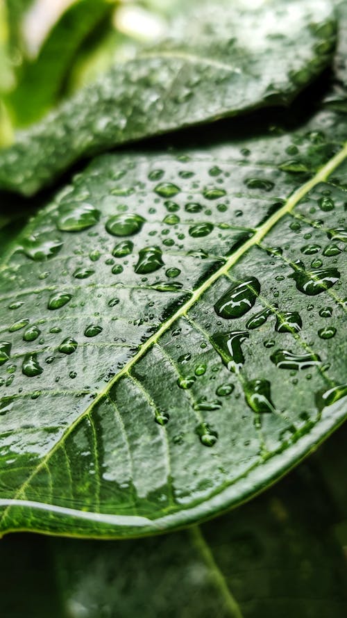 Free stock photo of big leaf, drops, evening