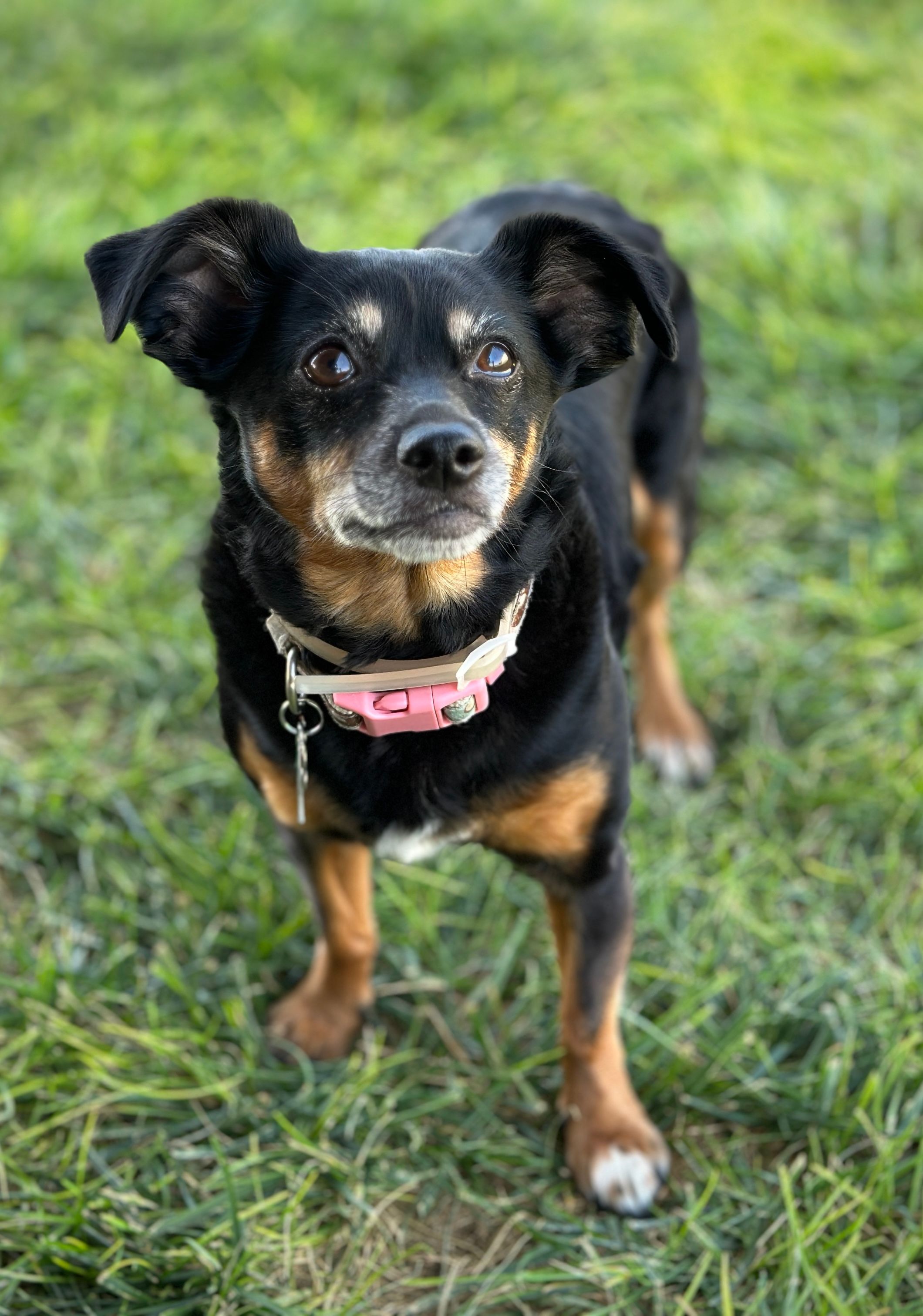 Portrait of a cute black and tan dog standing on green grass looking up.