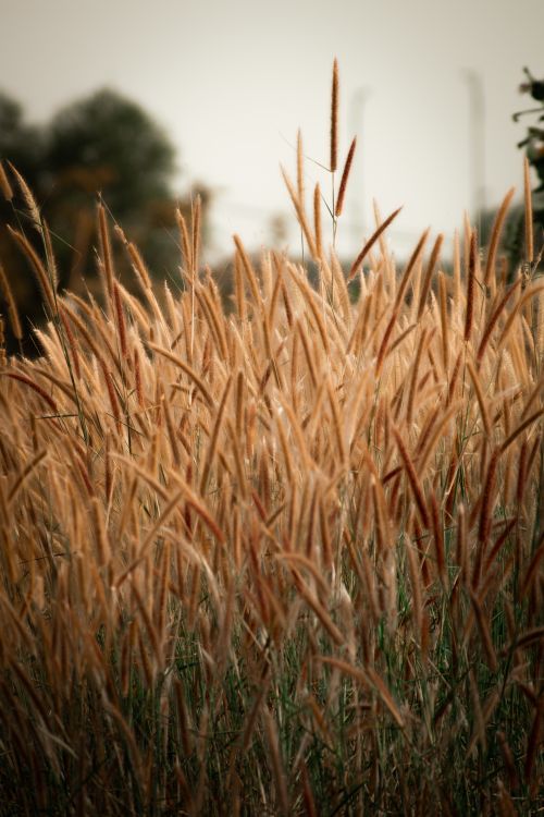 Free A serene field of golden grass stalks swaying gently under a warm sunset. Ideal for nature lovers. Stock Photo
