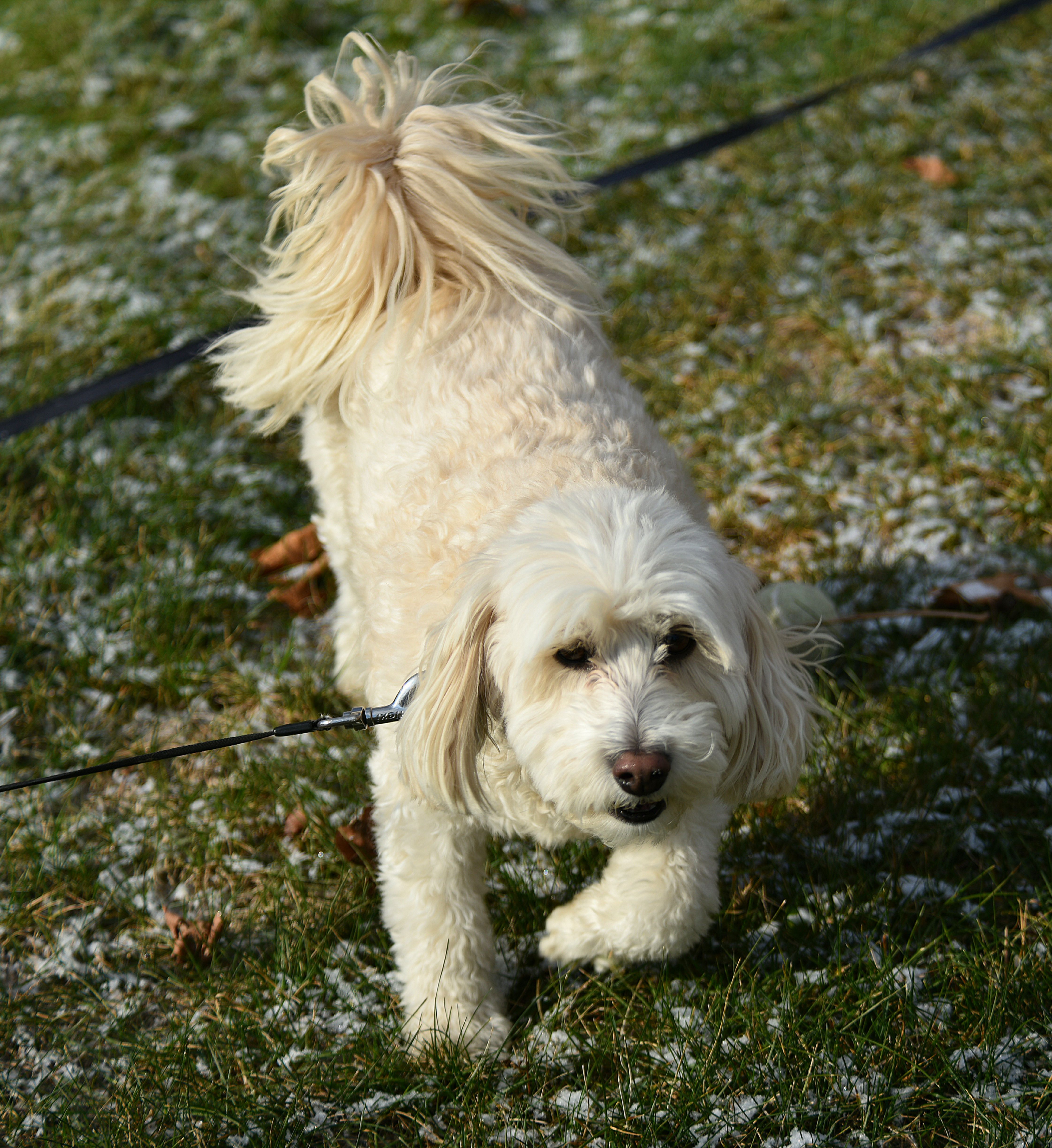 dog on a leash walking outdoors on a park path