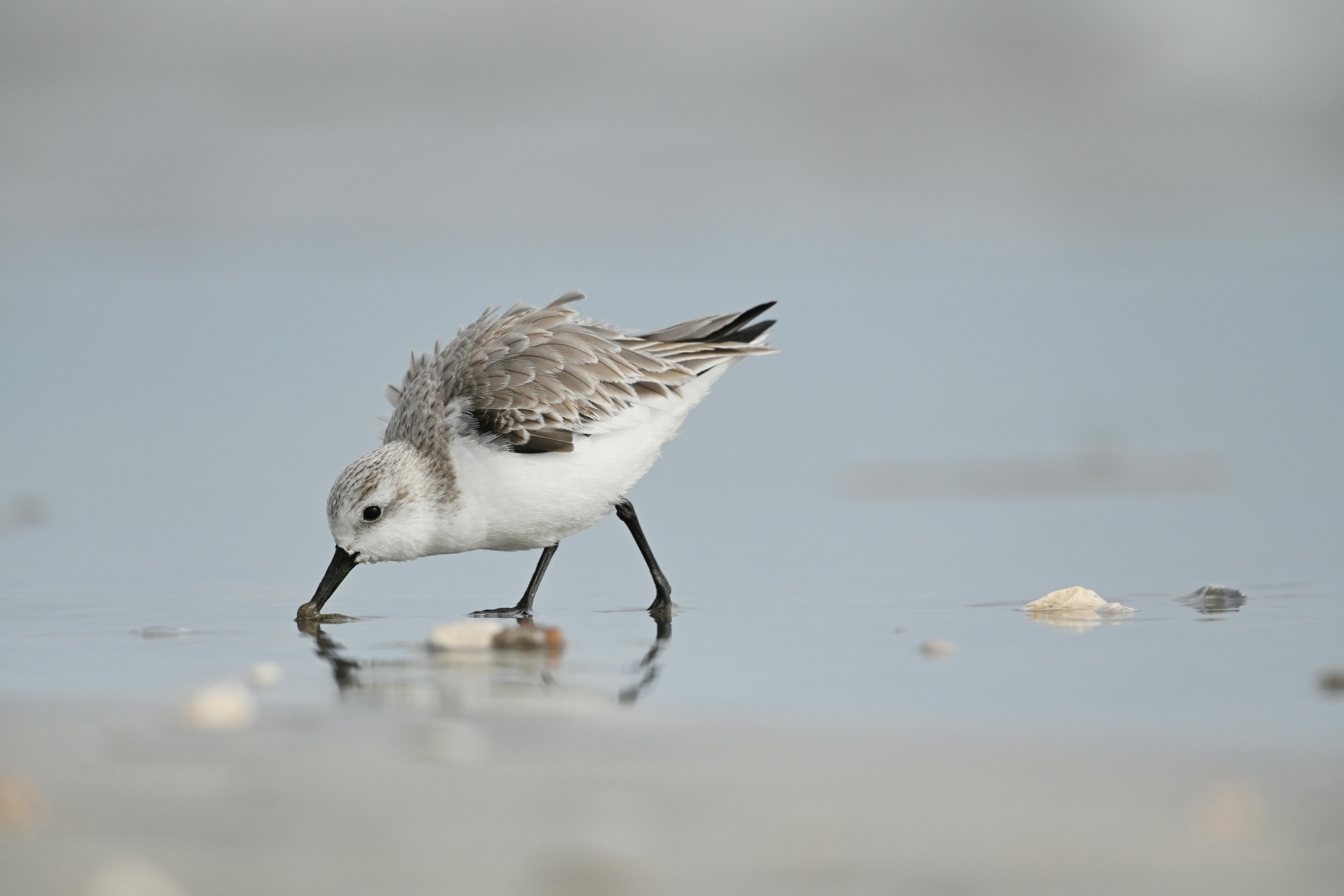 A sanderling bird foraging in shallow waters on a sandy beach in Galveston, Texas.