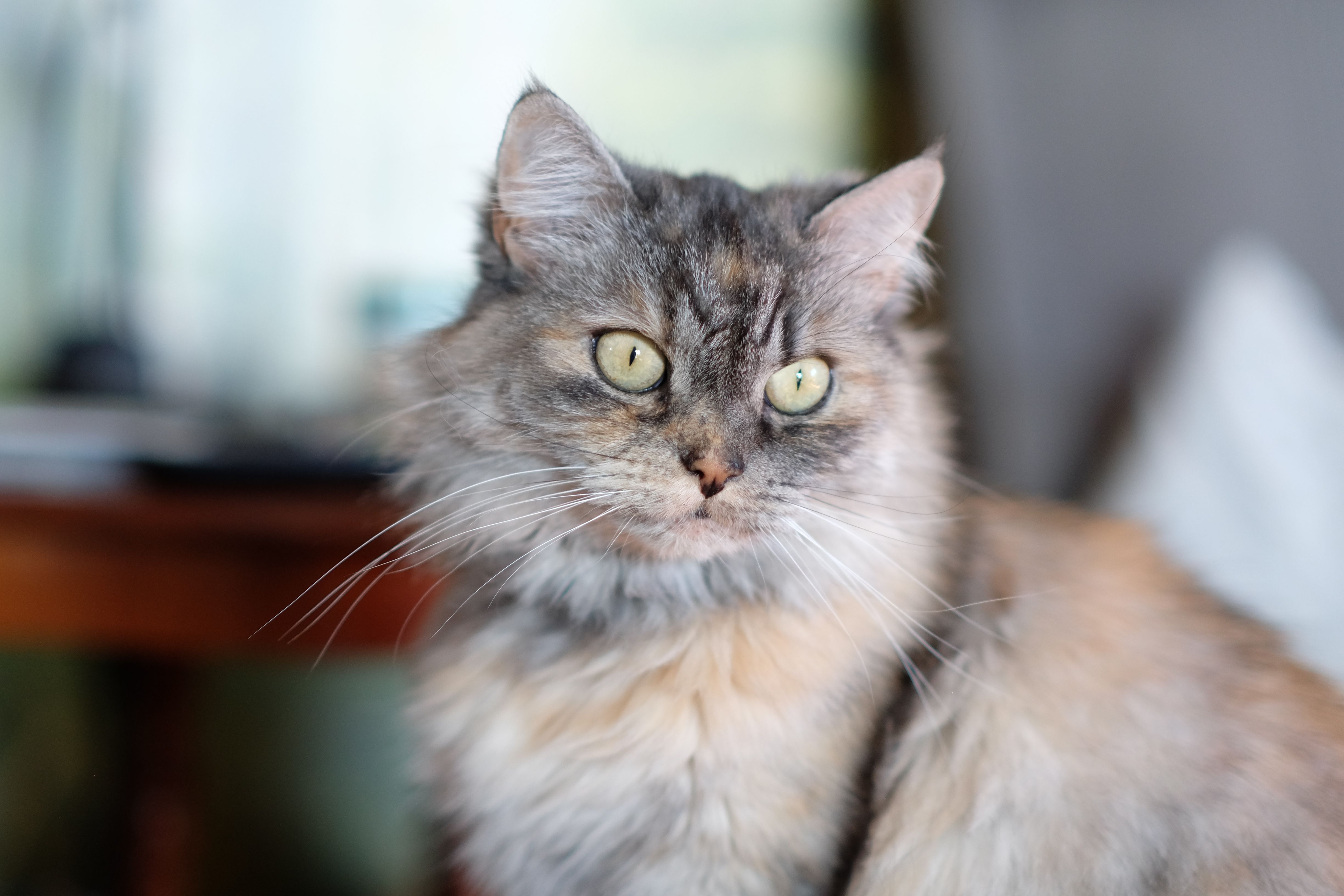 Portrait of a Long-Haired Domestic Cat Indoors · Free Stock Photo