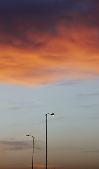 Silhouette of streetlights against a dramatic sunset sky with orange and purple hues.