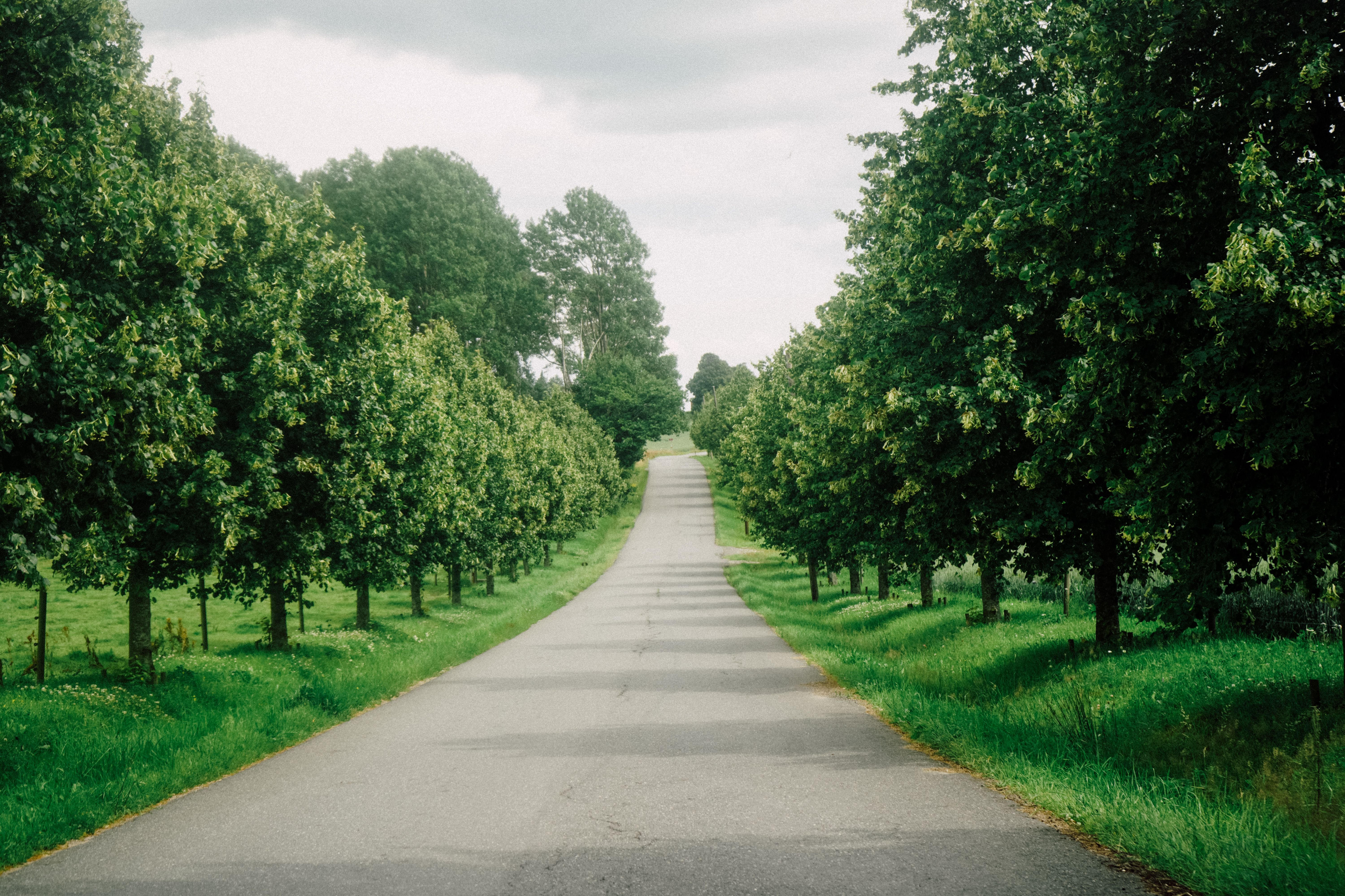 Tree-lined Country Road in Lush Green Landscape · Free Stock Photo