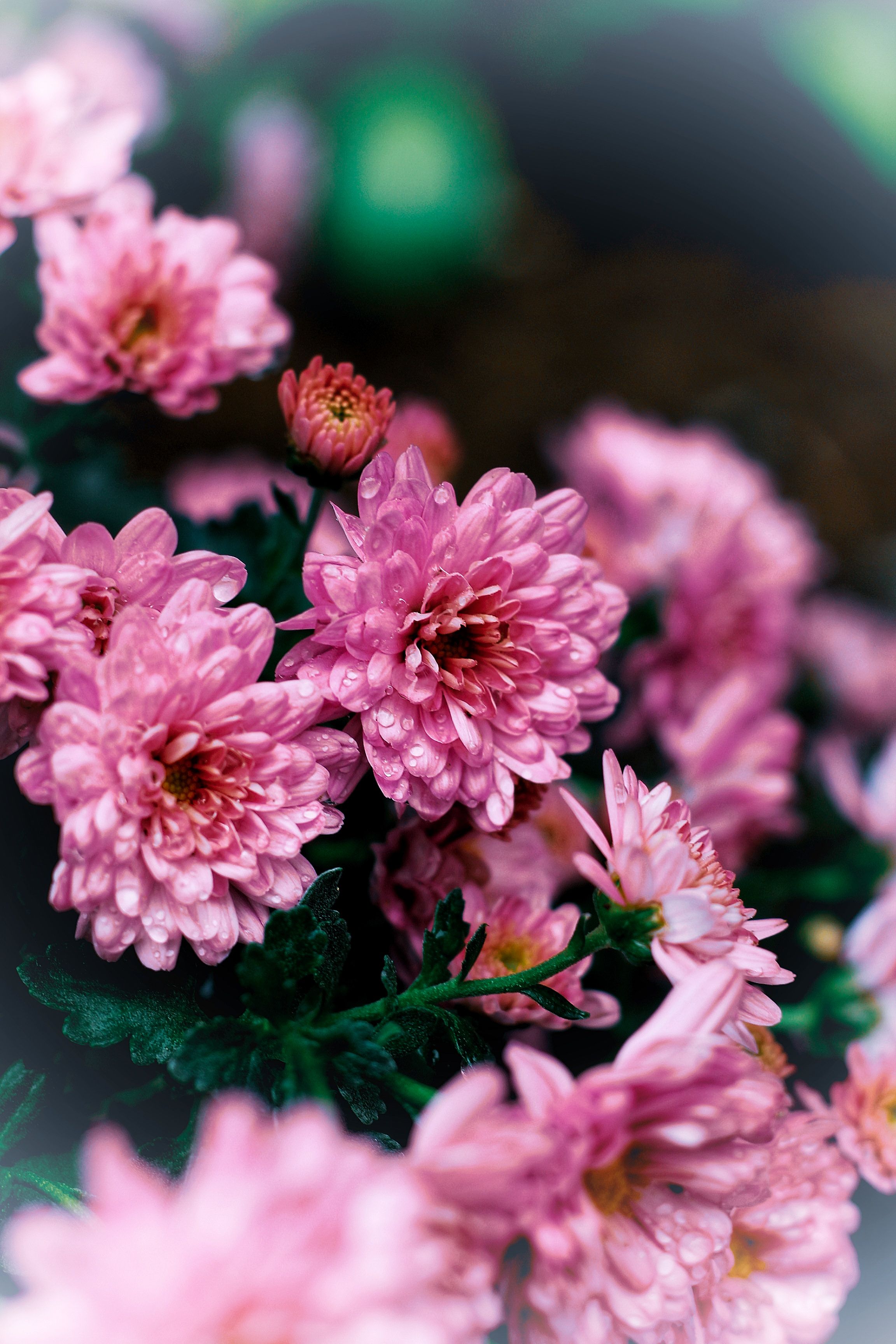 [ColoSach]-a-stunning-macro-shot-of-vibrant-pink-chrysanthemums-in-full-bloom,-showcasing-their-delicate-petals.