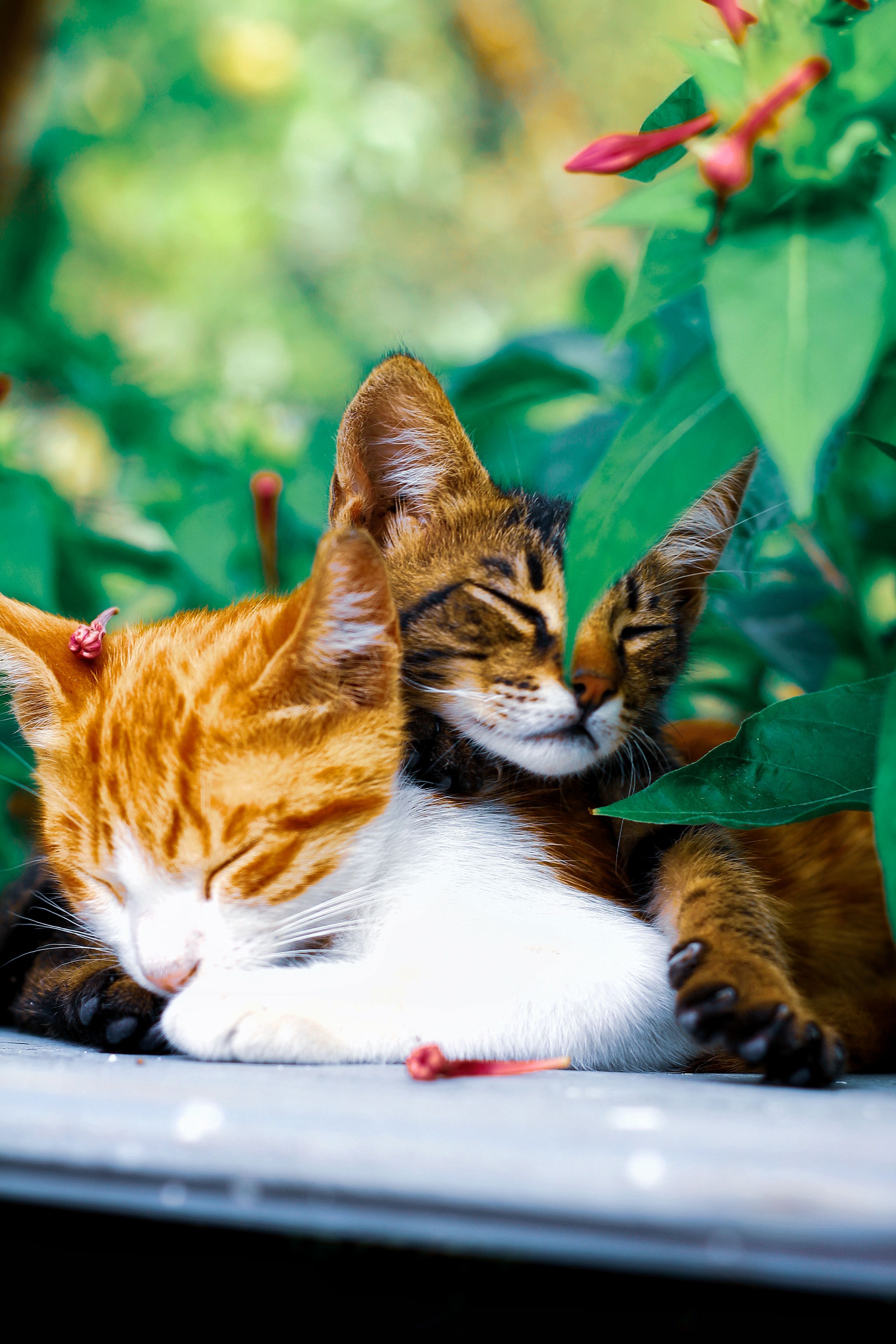 Cute Kittens Sleeping Amidst Lush Greenery · Free Stock Photo