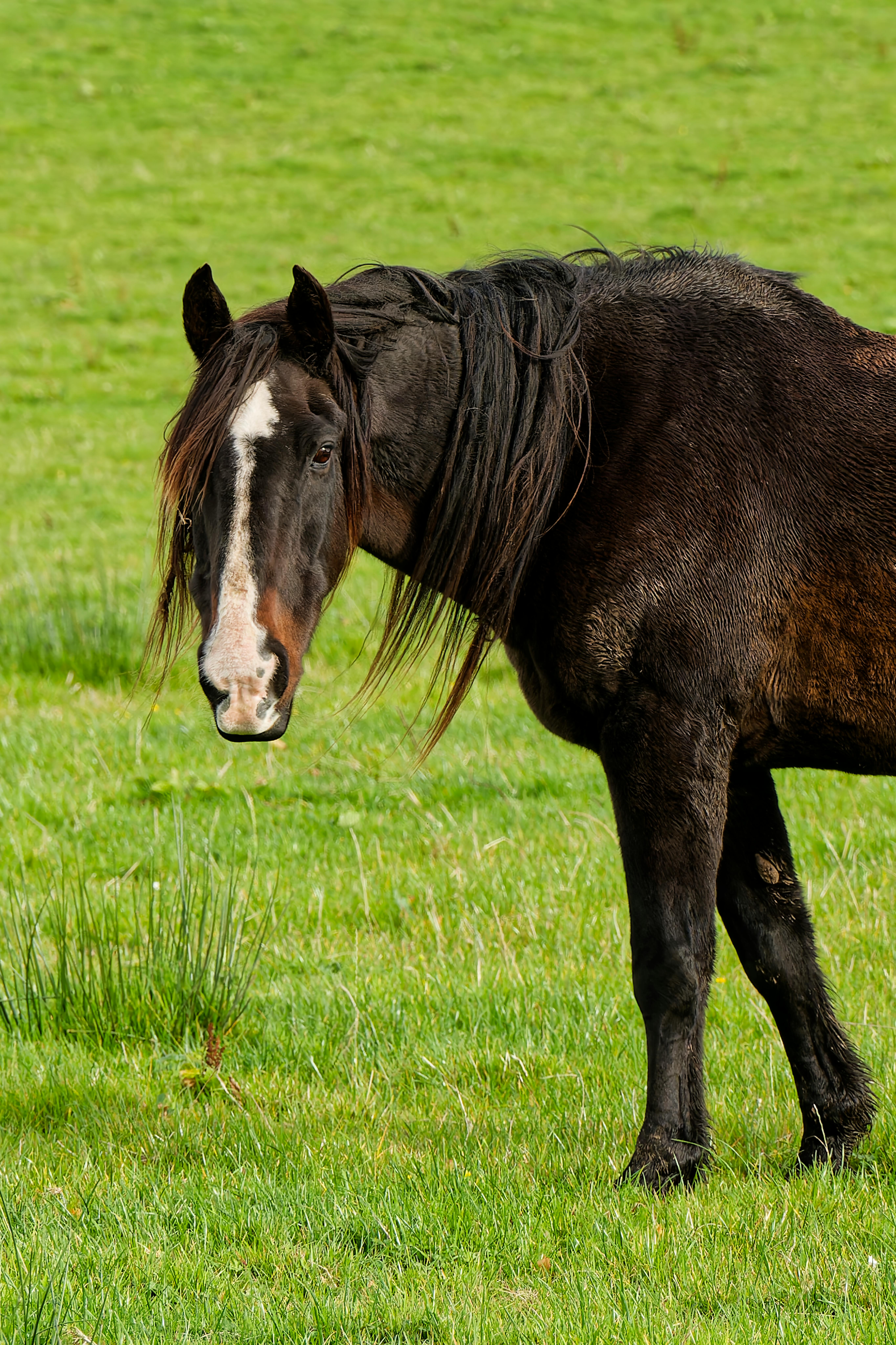 majestic black horse grazing on green field
