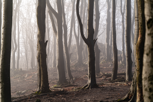 A foggy forest scene creates an eerie and haunted look with bare trees obscured by mist.