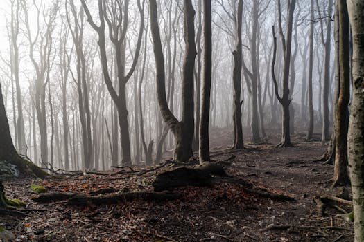 Enigmatic foggy forest with bare trees creating a haunting atmosphere.
