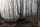 haunted forest