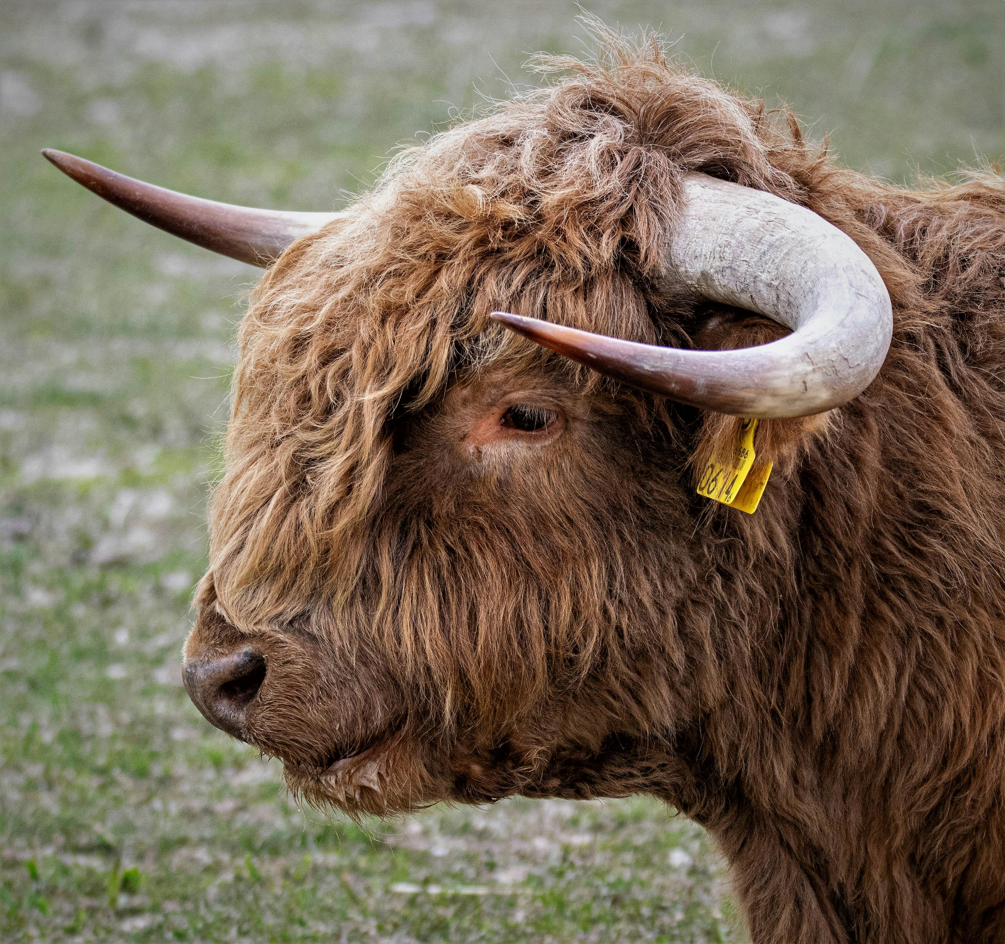 free-photo-of-majestic-highland-cow-grazing-outdoors.jpeg?auto\u003dcompress\u0026cs\u003dtinysrgb\u0026dpr\u003d1\u0026w\u003d500