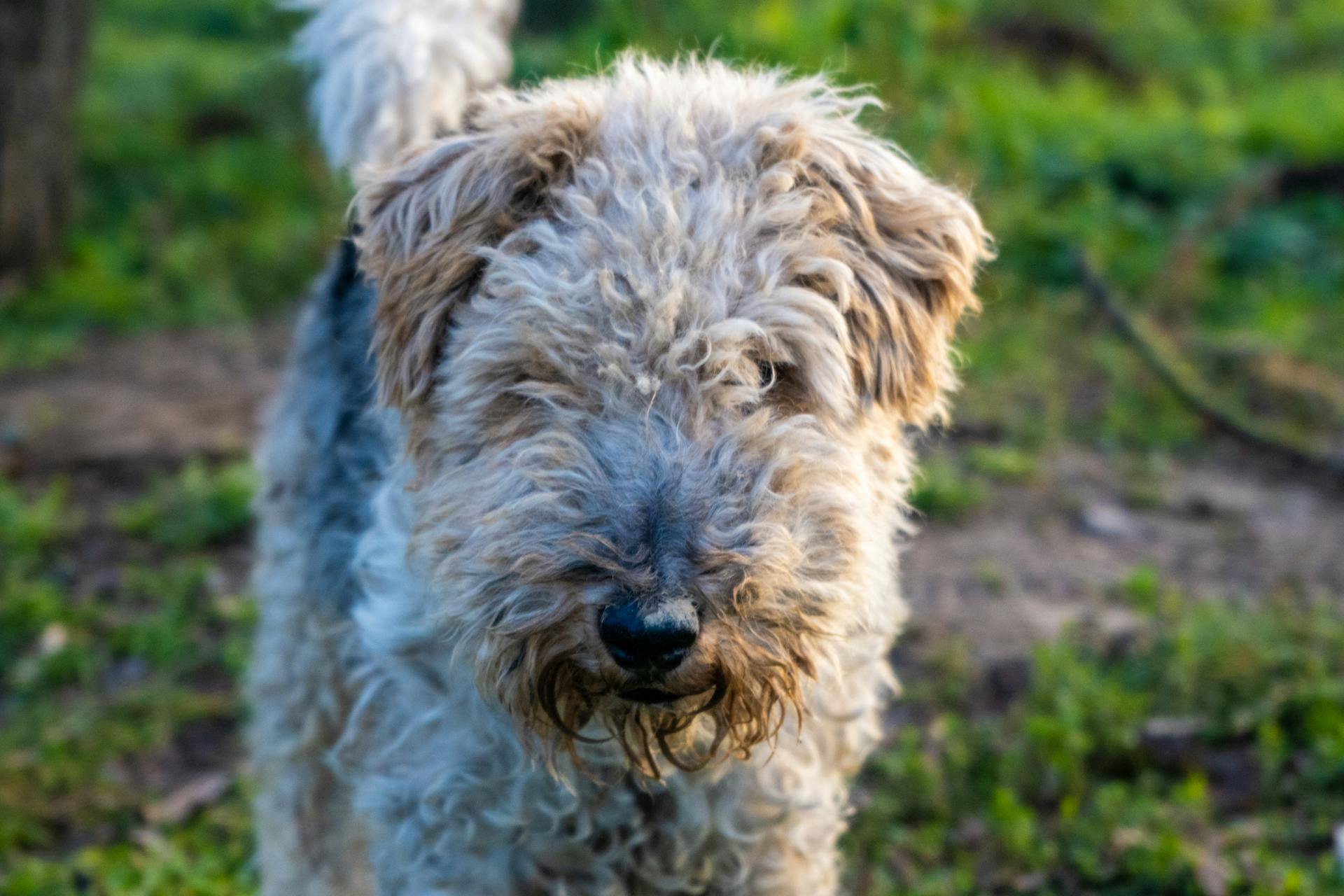 Adorable Wire Fox Terrier enjoying an outdoor adventure in a lush, green setting.