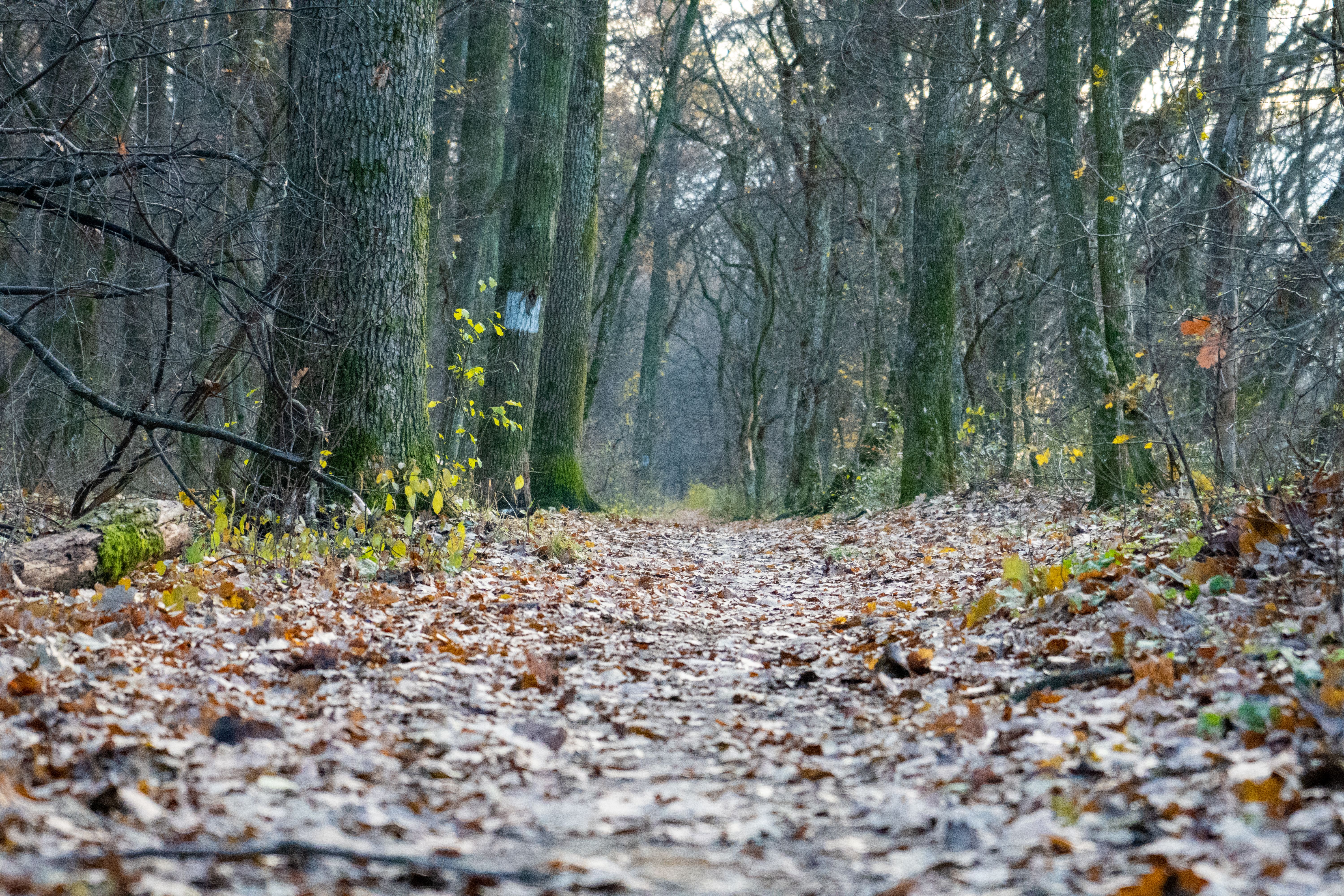 Camino Sereno En El Bosque Con Hojas Otoñales · Foto de stock gratuita