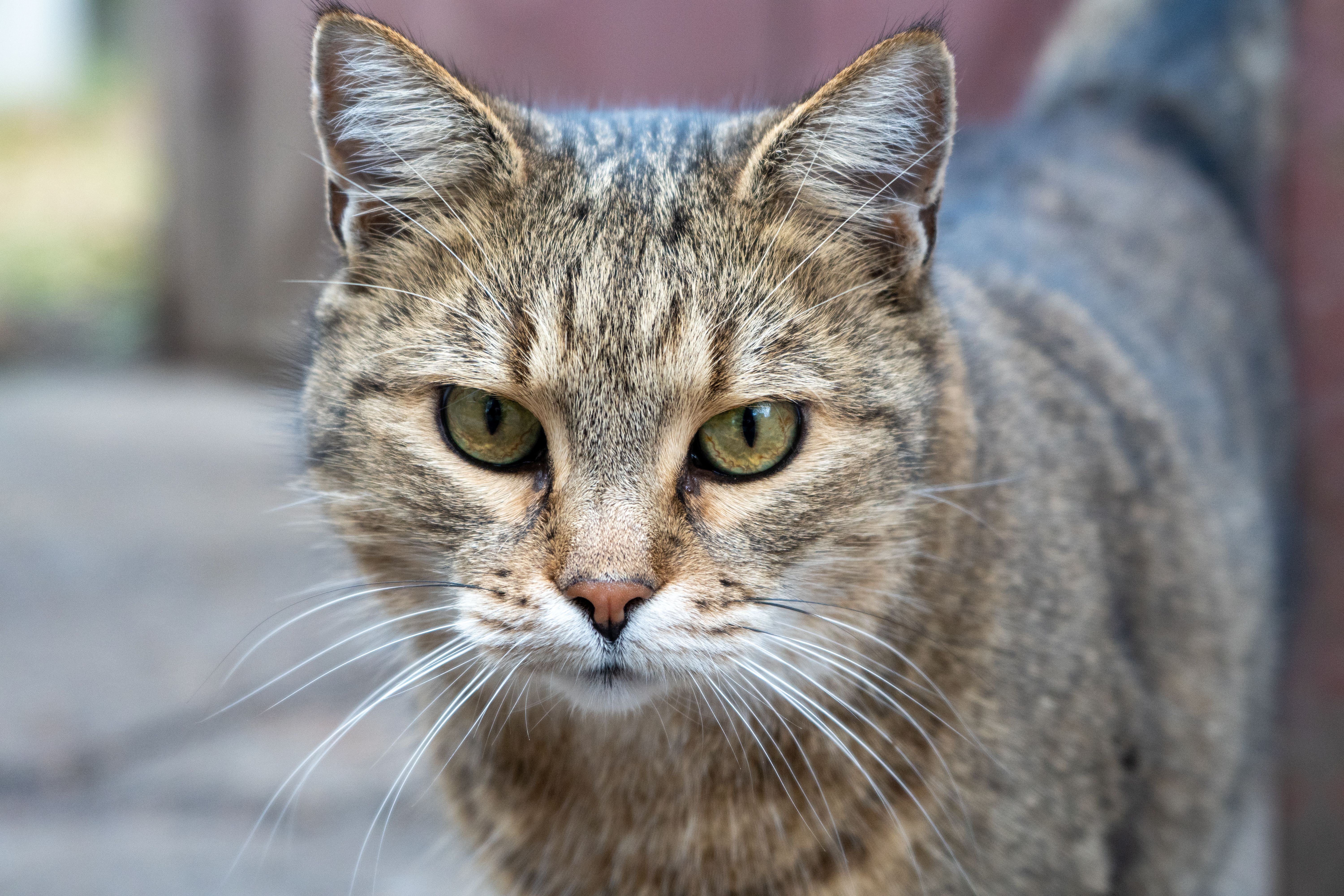 A cat undergoing diagnostic blood testing at a veterinary clinic