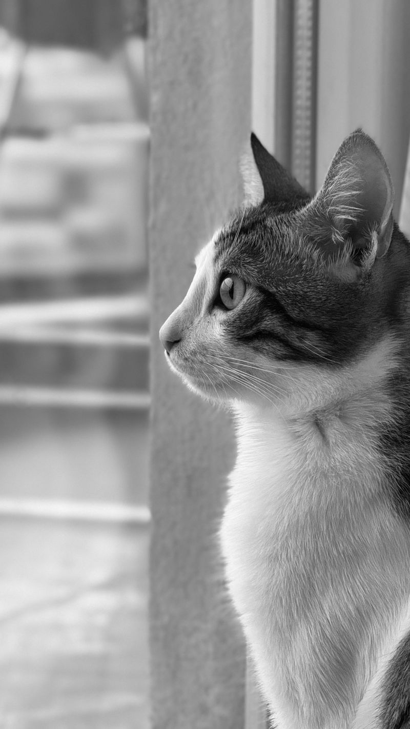 Elegant Black and White Portrait of a Cat · Free Stock Photo