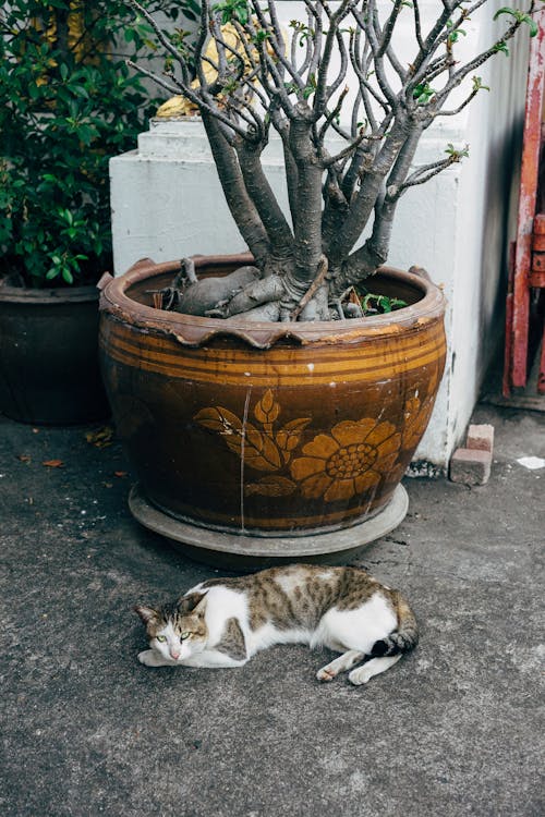 간, 고양이, 나무의 무료 스톡 사진