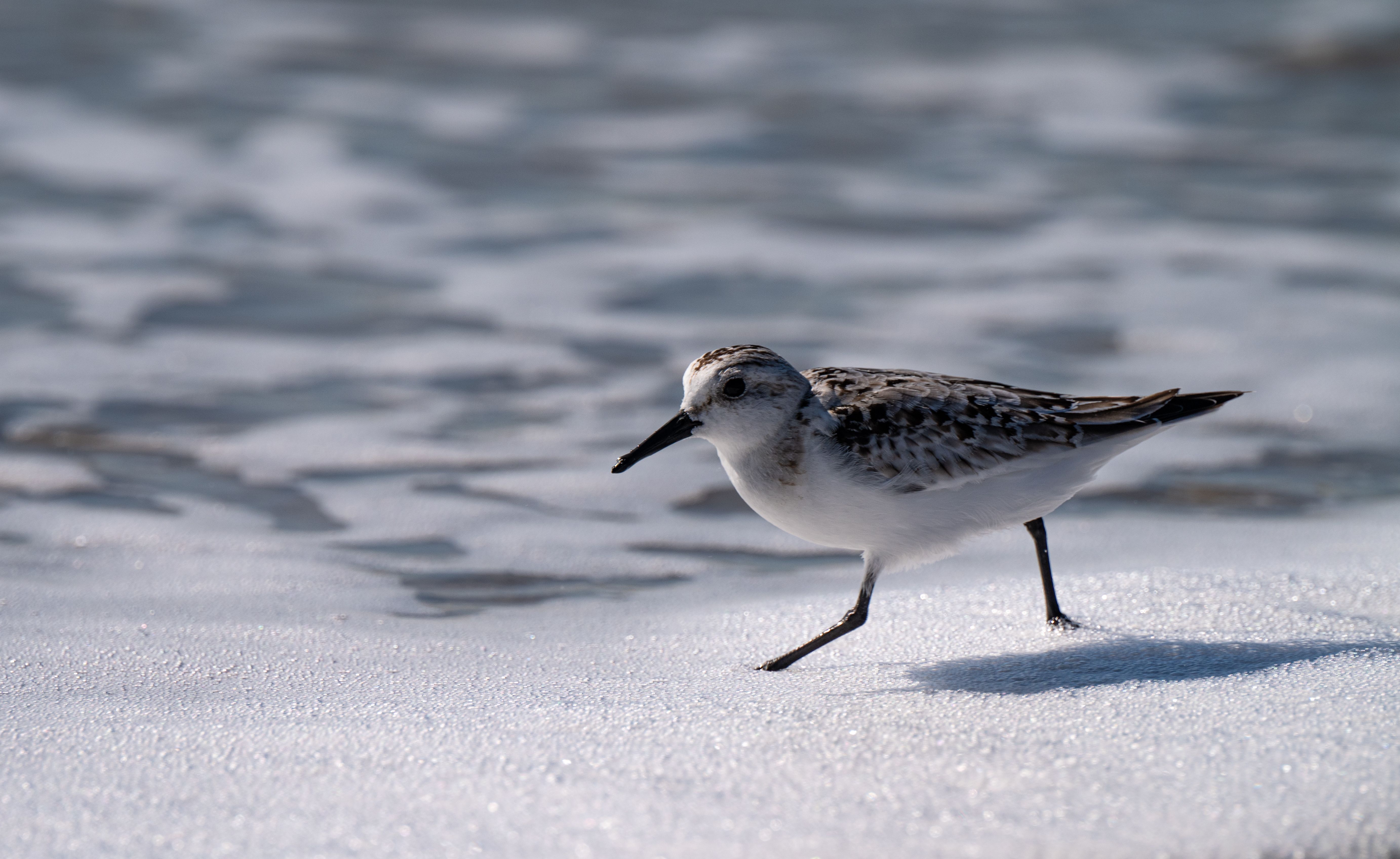 Sanderling Bird Walking on Snowy Shoreline · Free Stock Photo