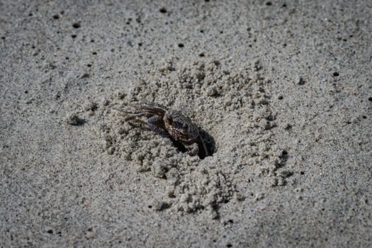 crab photo